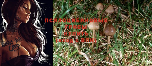 PSILOCYBIN Вязьма