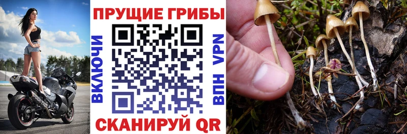 Псилоцибиновые грибы MAGIC MUSHROOMS Елец